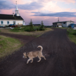 A dog walks near the Church of the Holy Family in Łutsël K’é, Northwest Territories. The church was built near the present day settlement in the 1930’s and moved to its current location at the tip of the peninsula