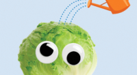 A head of lettuce with googly eyes.