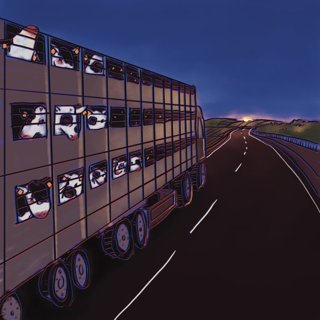 Black and white cows are stacked side-by-side in a wooden brown crated wagon on top of a truck.